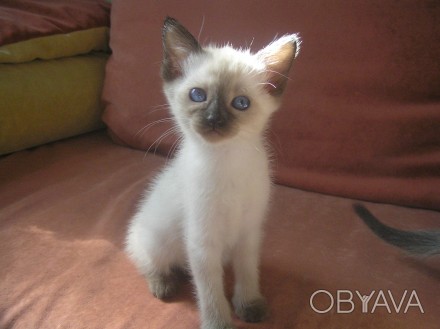 Продам голубоглазых котят тайской (старосиамской) породы.
Родились 26.07.19.
М. . фото 1