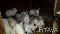 Кролики скороспелых промышленных пород: серебро, бургундский, калифорния есть ра. . фото 4