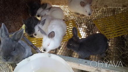 Кролики скороспелых промышленных пород: серебро, бургундский, калифорния есть ра. . фото 1