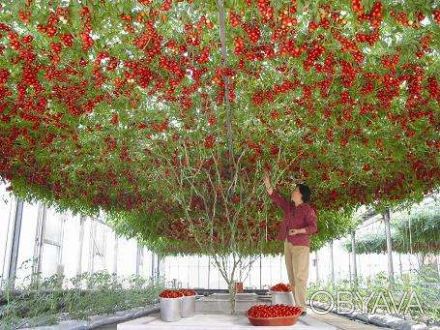 Чудо-дерево «Спрут F1» - вырастает до 4 м и выше. Рекордный урожай - 14 000 тома. . фото 1