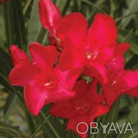 В комнатной культуре выращивают олеандр обыкновенный (Nerium oleander) — вечнозе. . фото 6