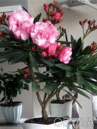 В комнатной культуре выращивают олеандр обыкновенный (Nerium oleander) — вечнозе. . фото 3