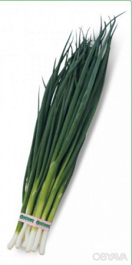 Предлагаем купить семена лука на перо VULCAN / ВУЛКАН. 

Растение: 
сорт с то. . фото 1