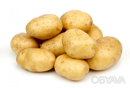 картофель,марковь,капуста,лук. . фото 1