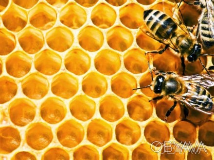 Продам мед 2018-го року з власної пасіки. 
В наявності близько тони меду. Є дек. . фото 1