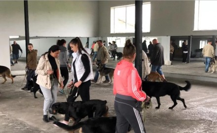 Дрессировка собак в Ирпене, Буче, Гостомеле и по всей Киевской области.

Все п. . фото 12