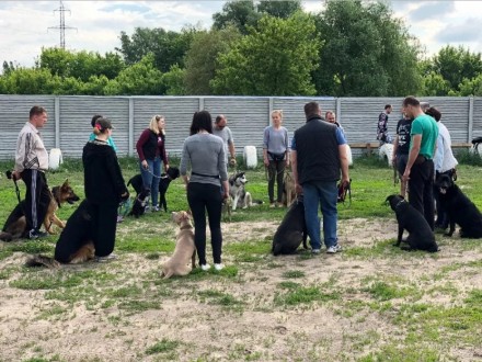 Дрессировка собак в Ирпене, Буче, Гостомеле и по всей Киевской области.

Все п. . фото 10
