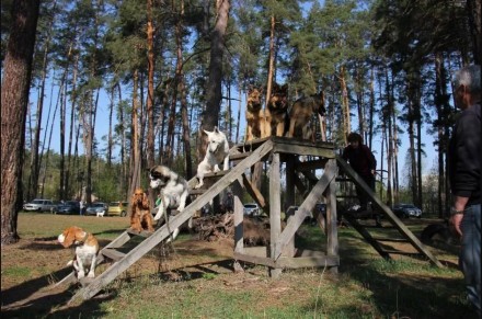 Дрессировка собак в Ирпене, Буче, Гостомеле и по всей Киевской области.

Все п. . фото 8