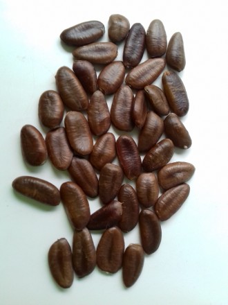 Семена азимины 12грн, от 100шт - 10грн
Семена азимины крупноплодных американски. . фото 3