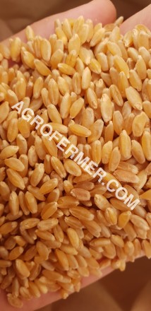 Этот сорт твердой пшеницы научно разработанный на основе нанотехнологии канадски. . фото 2