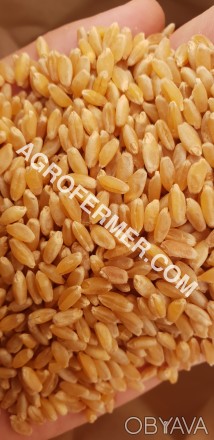 Этот сорт твердой пшеницы научно разработанный на основе нанотехнологии канадски. . фото 1