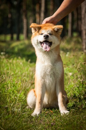 Предлагаются к продаже высокопородные щенки японской акиты (акита ину, Хатико). . . фото 5