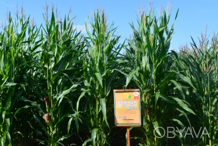 Предлагаем семена гибрида кукурузы Оржиця 237 МВ от производителя.

Фракция эк. . фото 1