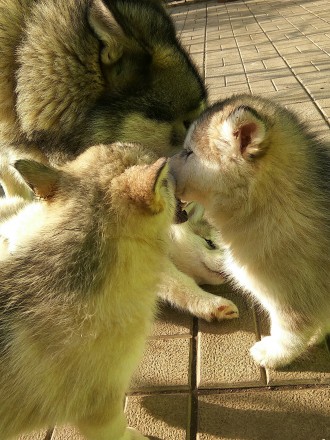 Продам щенков аляскинского маламута родились 30.09.18.Родители с хорошими родосл. . фото 6