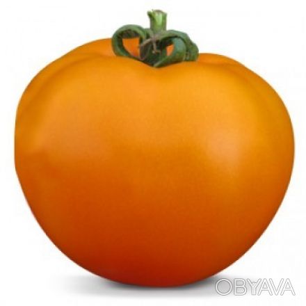 Предлагаем купить семена оранжевого томата KS 18 F1. 

Тип: Детерминантный. 
. . фото 1