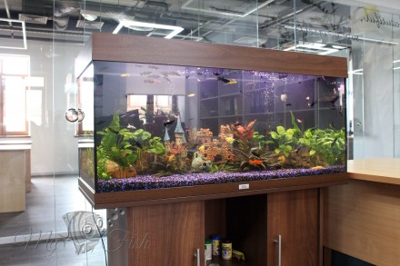 Обслуживание аквариумов и террариумов в городе Киев и Киевской области. В обслуж. . фото 4
