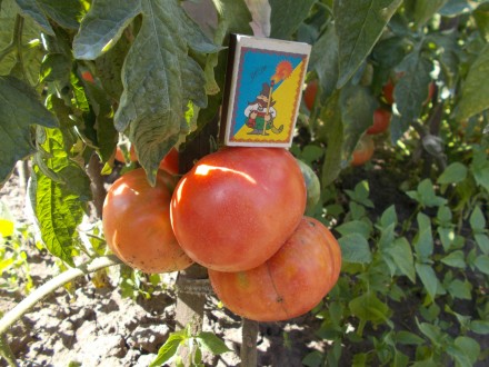 Продам семена томатов сорта Бабушкин секрет и Андреевский сюрприз. 1 упаковка - . . фото 6