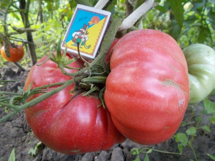 Продам семена томатов сорта Бабушкин секрет и Андреевский сюрприз. 1 упаковка - . . фото 2