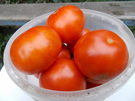 Продам семена томатов сорта Бабушкин секрет и Андреевский сюрприз. 1 упаковка - . . фото 5