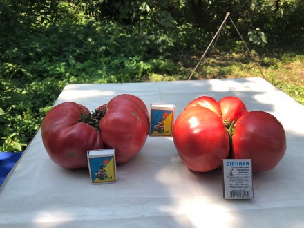 Продам семена томатов сорта Бабушкин секрет и Андреевский сюрприз. 1 упаковка - . . фото 3