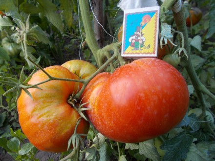 Продам семена томатов сорта Бабушкин секрет и Андреевский сюрприз. 1 упаковка - . . фото 4
