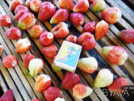 Реализуем фрукты и ягоды сушеные (вяленые) собственного производства: вишня - 12. . фото 1
