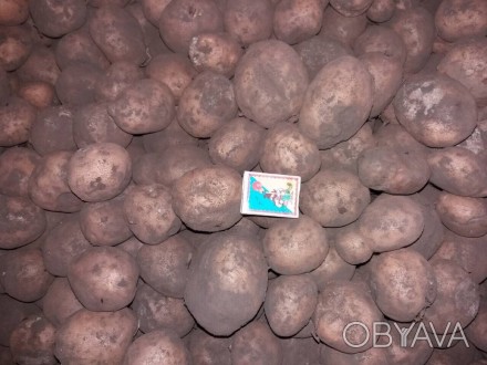 Реалізуємо 100 т нестандартної картоплі різних сортів. Відвантажуємо з наших кар. . фото 1