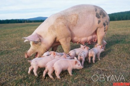 Вирощуємо свиней в домашніх умовах. 
    Під замовлення робимо забій свиней і д. . фото 1