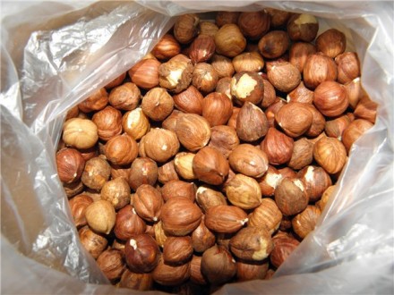 Продам семена фундука Трапезунд,привезён с Крыма.Начало плодоношения на 4-5 год.. . фото 4