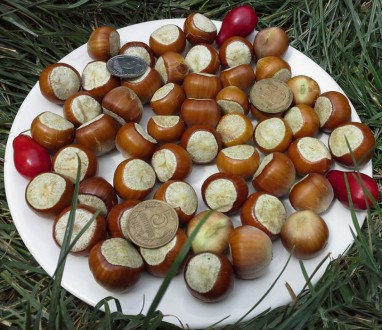 Продам семена фундука Трапезунд,привезён с Крыма.Начало плодоношения на 4-5 год.. . фото 2