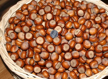 Продам семена фундука Трапезунд,привезён с Крыма.Начало плодоношения на 4-5 год.. . фото 3