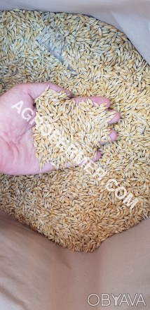 Канадский ячмень ADDISON – новое слово в селекции зерновых культур
Ярый ячмень . . фото 1