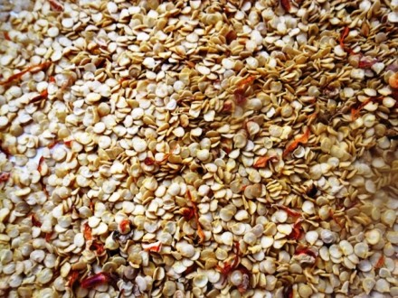 Продажа семян сортового горького стрючкового перца ЧИЛИ. 
Предлагаемый Вам сорт. . фото 2