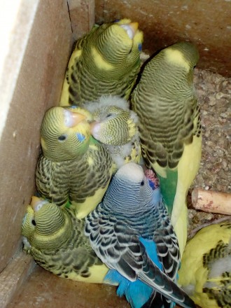 Продам птенцов попугаев волнушка-130 волнушка получех-200 неразлучник фишера-340. . фото 3