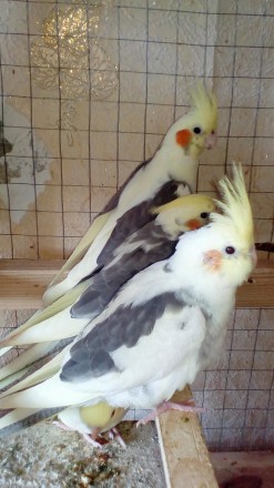 Продам птенцов попугаев волнушка-130 волнушка получех-200 неразлучник фишера-340. . фото 4
