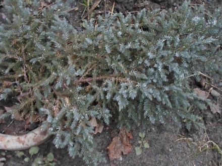 туя 50см. самшит 40см. бересклеп зелений іплямистий рослини морозостійкі хороша . . фото 3