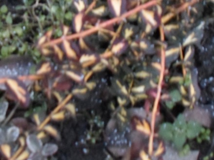 туя 50см. самшит 40см. бересклеп зелений іплямистий рослини морозостійкі хороша . . фото 5