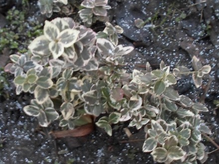 туя 50см. самшит 40см. бересклеп зелений іплямистий рослини морозостійкі хороша . . фото 4