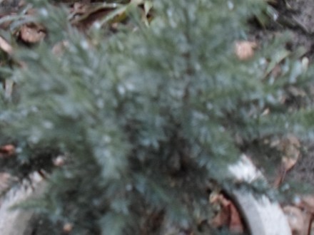 туя 50см. самшит 40см. бересклеп зелений іплямистий рослини морозостійкі хороша . . фото 7