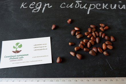 Если вы решили купить семена кедра, вам придётся учесть массу факторов, и мы с р. . фото 2