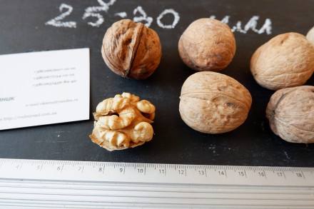 Если вы решили купить семена ореха Идеал, вам придётся учесть массу факторов, и . . фото 3