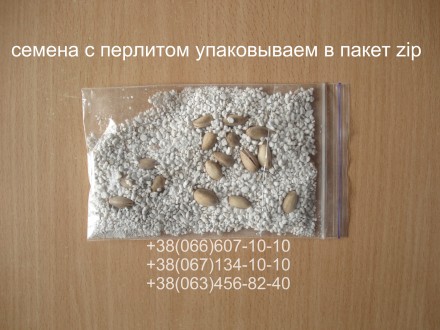 Если вы решили купить семена ореха Кочерженко, вам придётся учесть массу факторо. . фото 4