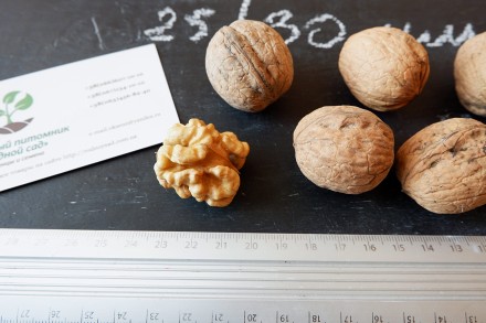Если вы решили купить семена ореха Кочерженко, вам придётся учесть массу факторо. . фото 3