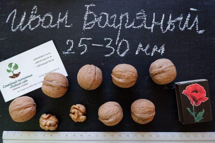 Если вы решили купить семена ореха Иван Багряный, вам придётся учесть массу факт. . фото 2