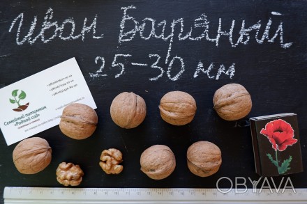 Если вы решили купить семена ореха Иван Багряный, вам придётся учесть массу факт. . фото 1
