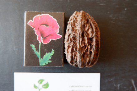 Если вы решили купить семена ореха серого, вам придётся учесть массу факторов, и. . фото 4