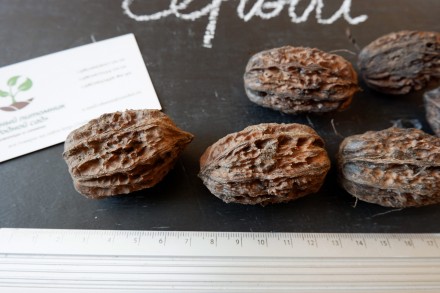 Если вы решили купить семена ореха серого, вам придётся учесть массу факторов, и. . фото 3