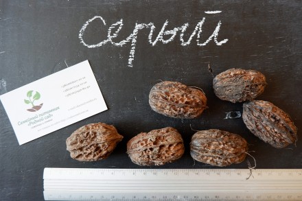 Если вы решили купить семена ореха серого, вам придётся учесть массу факторов, и. . фото 2