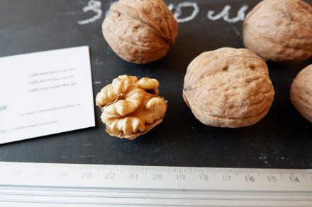 Если вы решили купить семена грецкого ореха Идеал, вам придётся учесть массу фак. . фото 4