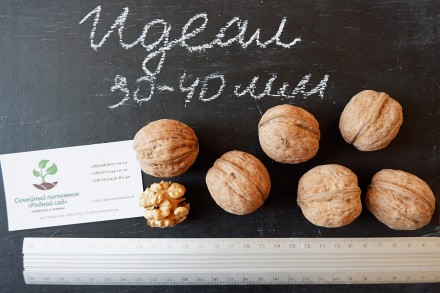 Если вы решили купить семена грецкого ореха Идеал, вам придётся учесть массу фак. . фото 3